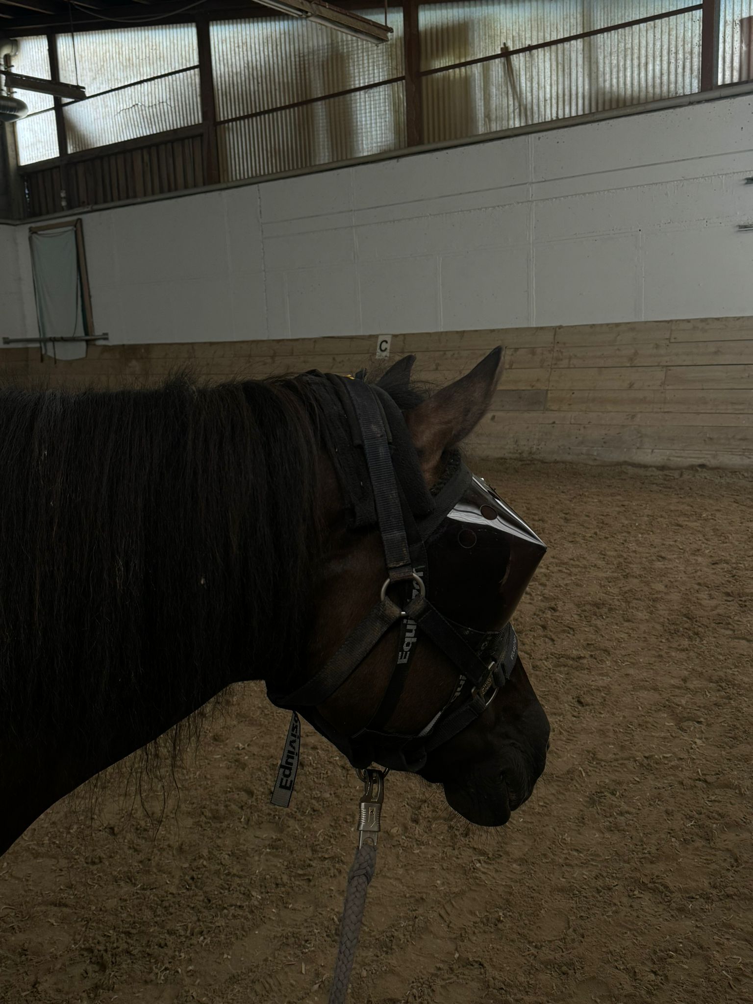 Therapiepony Wabik kämpft um sein Augenlicht!